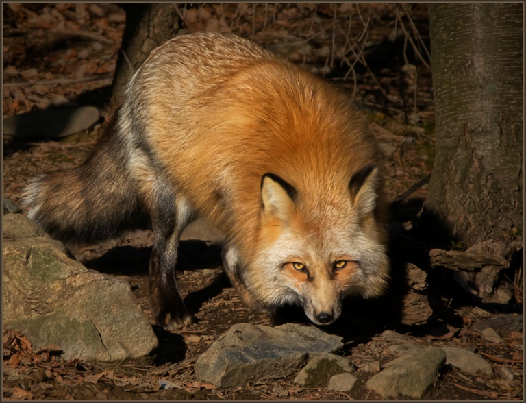 Red Vixen Sniffing